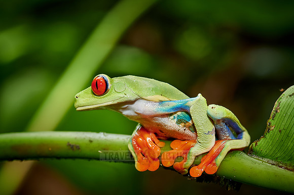 red-eyed tree frog or Agalychnis callidryas