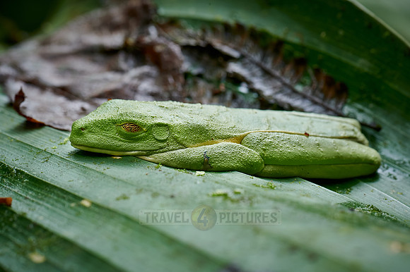 sleeping red-eyed tree frog or Agalychnis callidryas