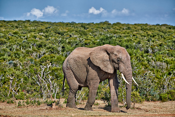 African bush elephant