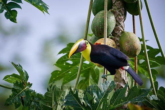 chestnut-mandibled toucan or Swainson's toucan steeling Papaya