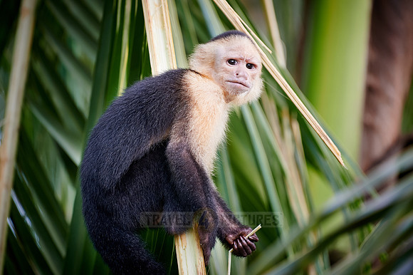 Panamanian white-faced capuchin (Cebus imitator)|