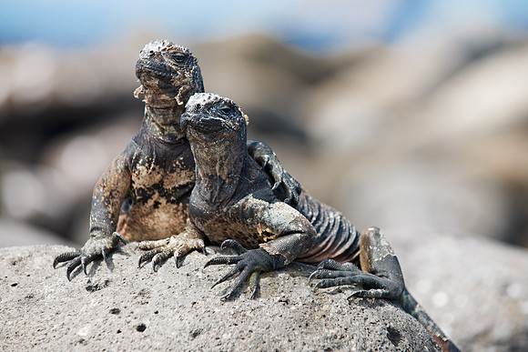 Marine Iguana, Amblyrhynchus cristatus