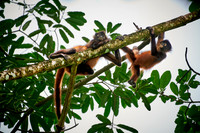 ornate spider monkey (Ateles geoffroyi ornatus)