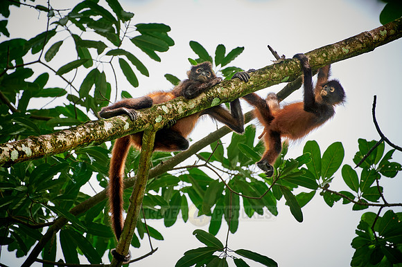 ornate spider monkey (Ateles geoffroyi ornatus)