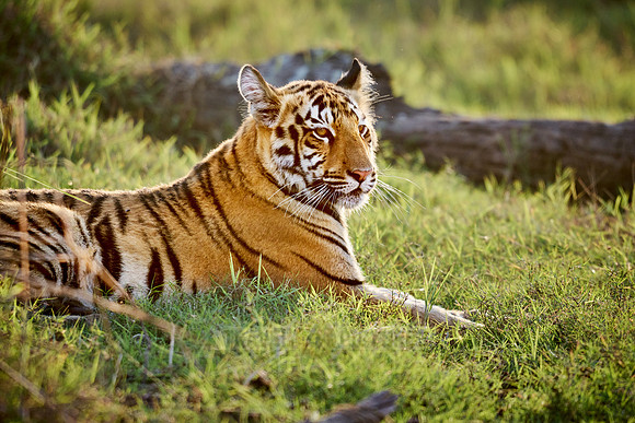 Bengal tiger cub (Panthera tigris tigris)