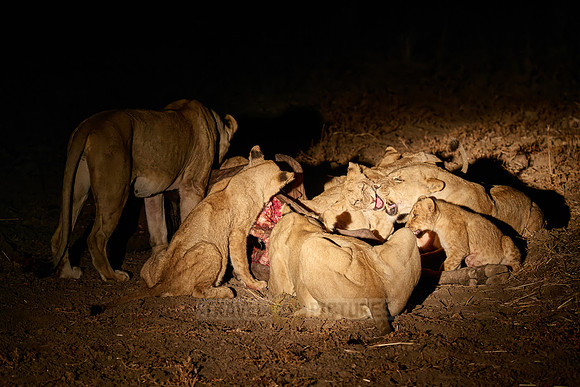 night shot pride of lioness (Panthera leo) at buffalo kill