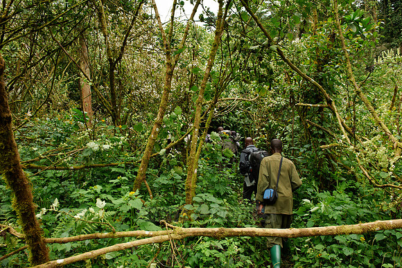Gorilla trekking