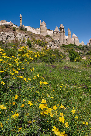 landscape with wild flowers of love valley near Göreme