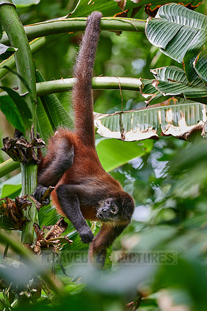 ornate spider monkey (Ateles geoffroyi ornatus)