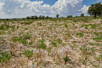 vleilelie, Nerine laticoma