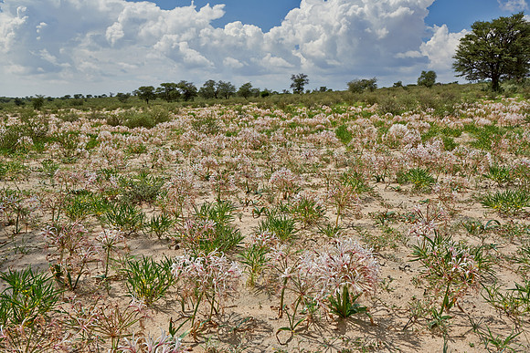 vleilelie, Nerine laticoma