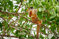 Central American squirrel monkey or red-backed squirrel monkey