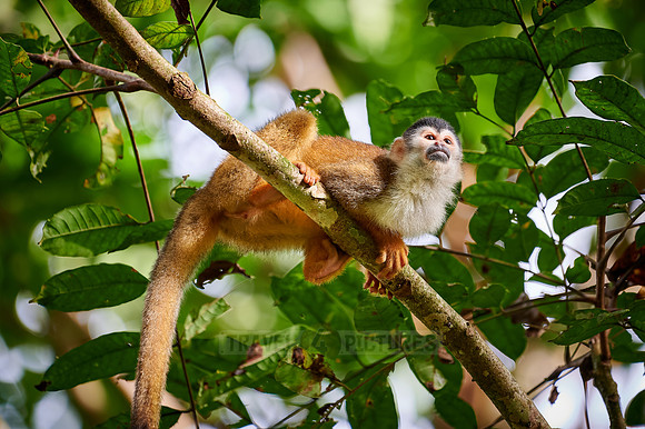 Central American squirrel monkey or red-backed squirrel monkey
