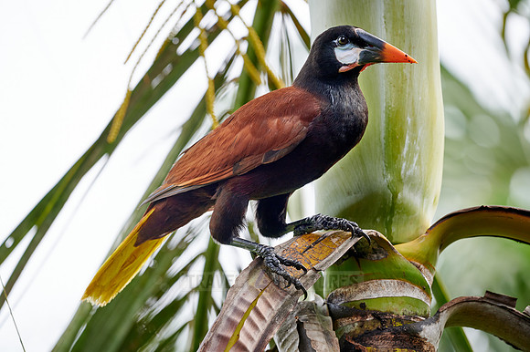 Montezuma Oropendola (Psarocolius montezuma)