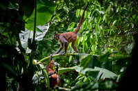 ornate spider monkey (Ateles geoffroyi ornatus)