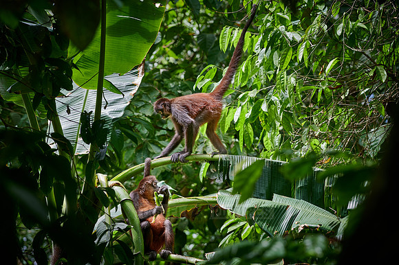ornate spider monkey (Ateles geoffroyi ornatus)
