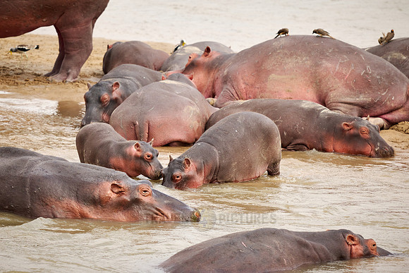 herd of hippos (Hippopotamus amphibius) with babys in Luangwa river