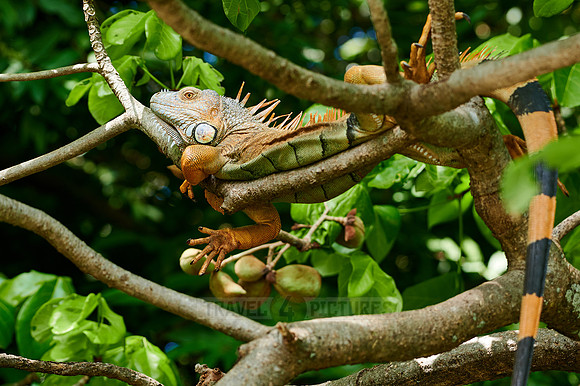 male green iguana