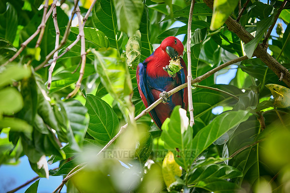 Papuan eclectus, red-sided eclectus or New Guinea eclectus, Eclectus roratus