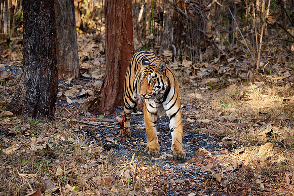 Bengal tiger (Panthera tigris tigris)