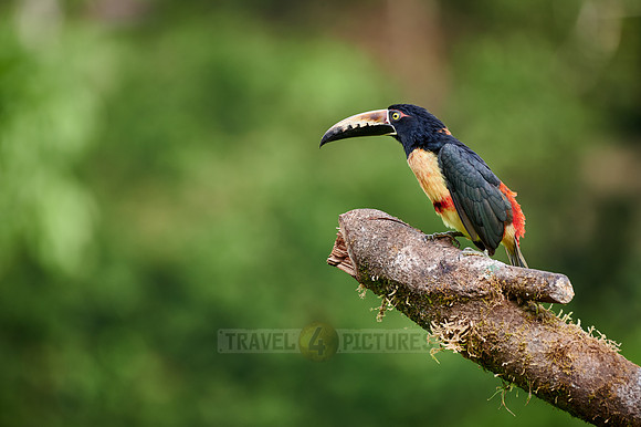 collared aracari (Pteroglossus torquatus)