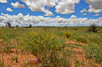 flowers in landscape of Kalahari
