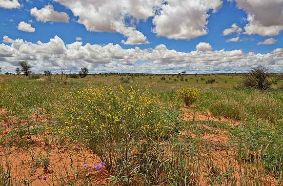 flowers in landscape of Kalahari