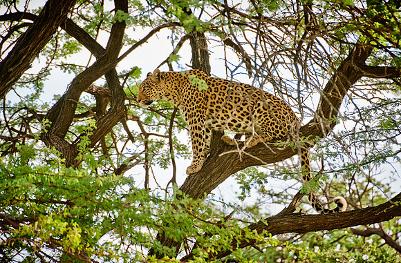Leopard (Panthera pardus)