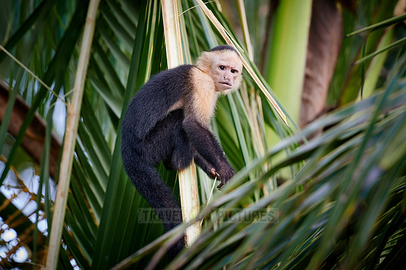 Panamanian white-faced capuchin (Cebus imitator)|