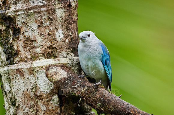 Blue-gray Tanager bird (Thraupis episcopus)