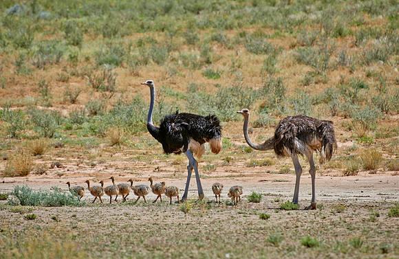 ostrich with chicks, Struthio camelus