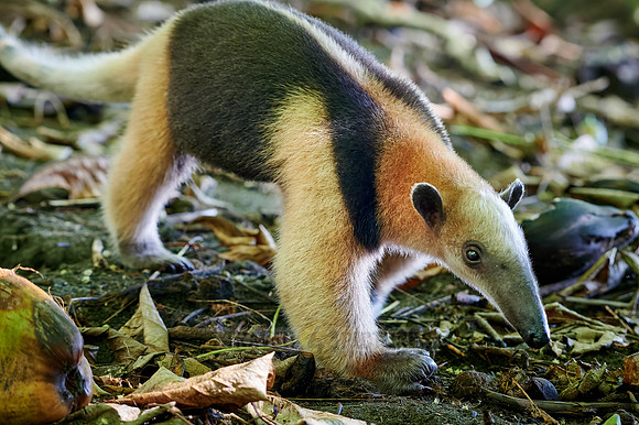 Northern tamandua (Tamandua mexicana)