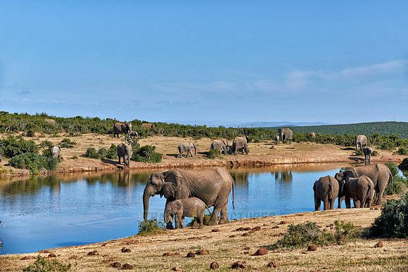 African bush elephants with youngster