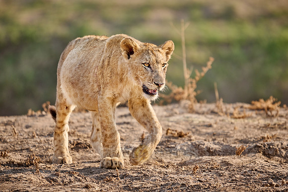 walking lion cub (Panthera leo)