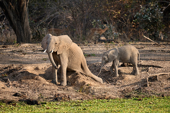 African bush elephant (Loxodonta africana) scratches his belly