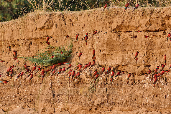 Kolonie Karminspinte (Merops nubicus) |southern carmine bee-eater (Merops nubicoides)|