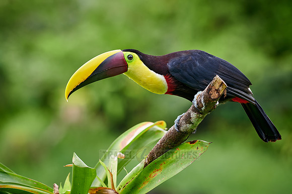 chestnut-mandibled toucan or Swainson's toucan