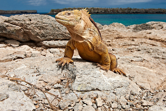 Galapagos Land Iguana