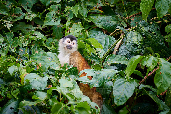 Central American squirrel monkey or red-backed squirrel monkey