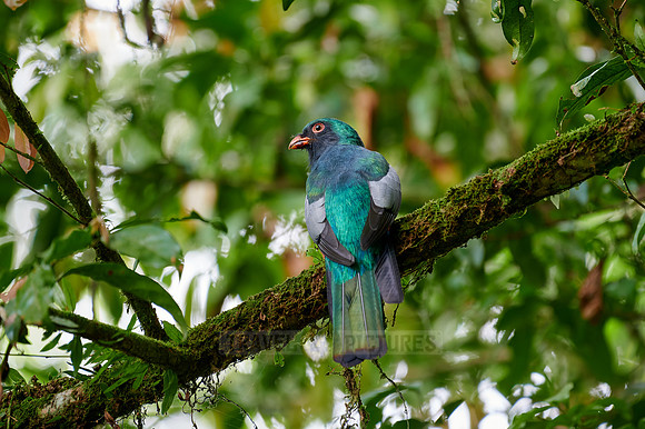 Slaty-tailed trogon (Trogon massena)