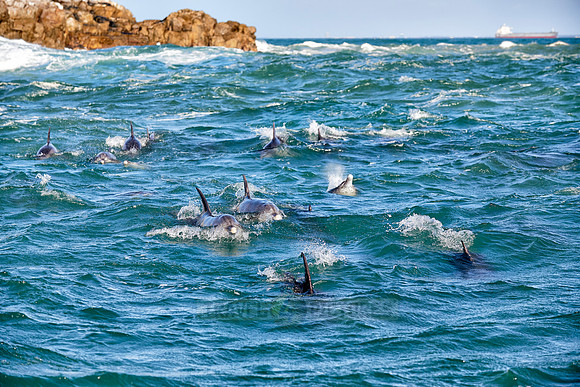 herd of hunting bottlenose dolphin