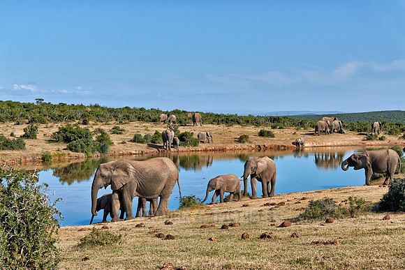 herd of African bush elephant