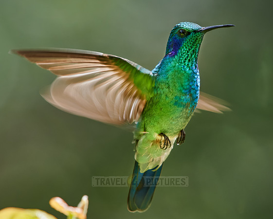 lesser violetear (Colibri cyanotus)