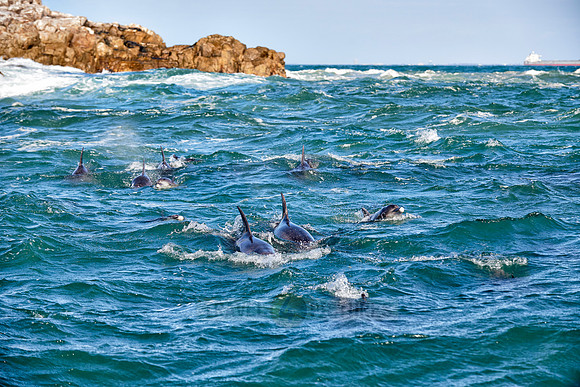 herd of hunting bottlenose dolphin