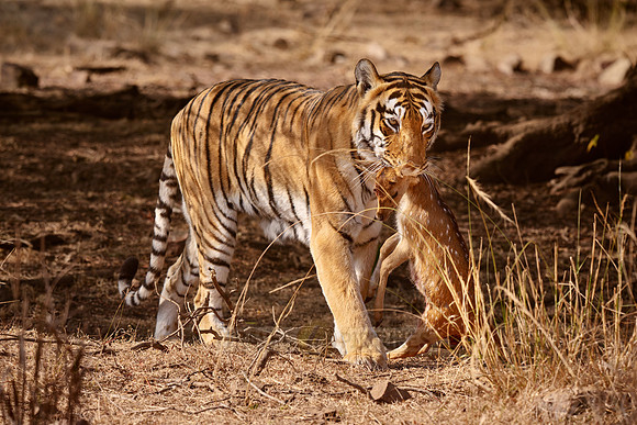 Tiger with prey in mouth