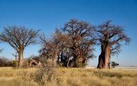 Baines Baobabs