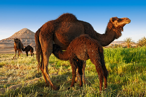 young black camel with mother