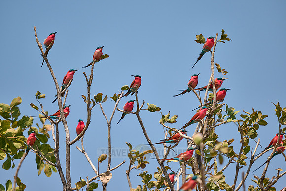Karminspinte (Merops nubicus) |southern carmine bee-eater (Merops nubicoides)|