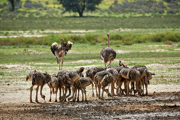 ostrich with chicks, Struthio camelus