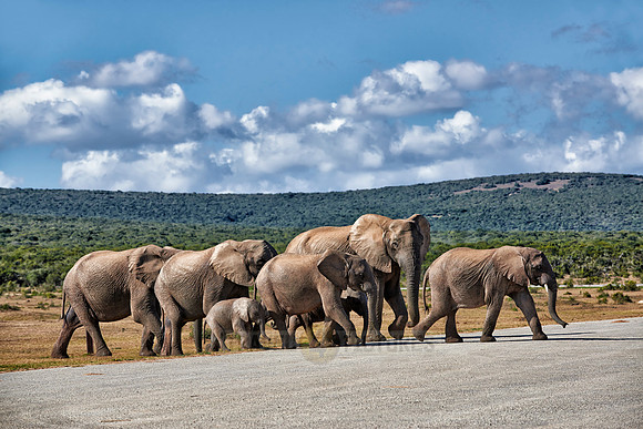 herd of African bush elephant